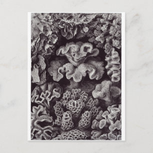 Ernst Haeckel Art Postcard: Hexacoralla Postcard