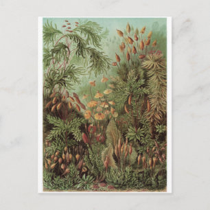 Ernst Haeckel Art Postcard: Muscinae Postcard