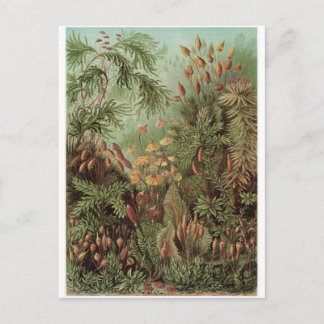 Ernst Haeckel Art Postcard: Muscinae Postcard