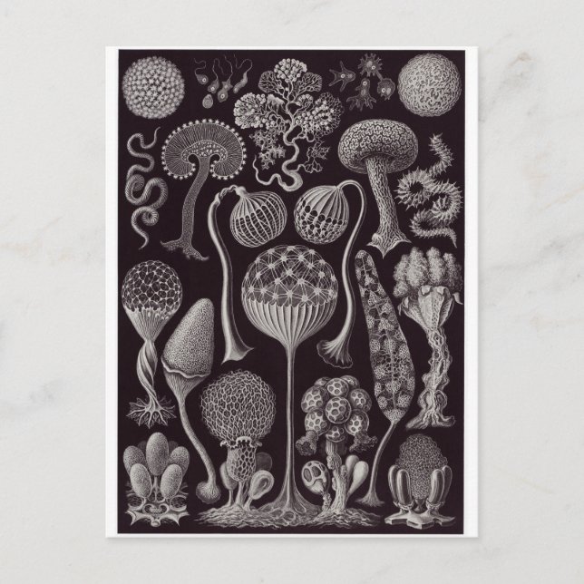 Ernst Haeckel Art Postcard: Mycetozoa Postcard (Front)