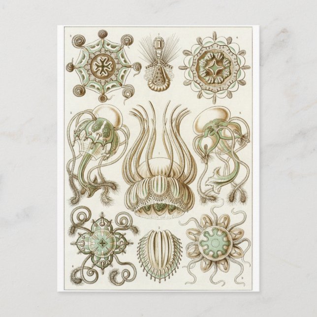 Ernst Haeckel Art Postcard: Narcomedusae Postcard (Front)