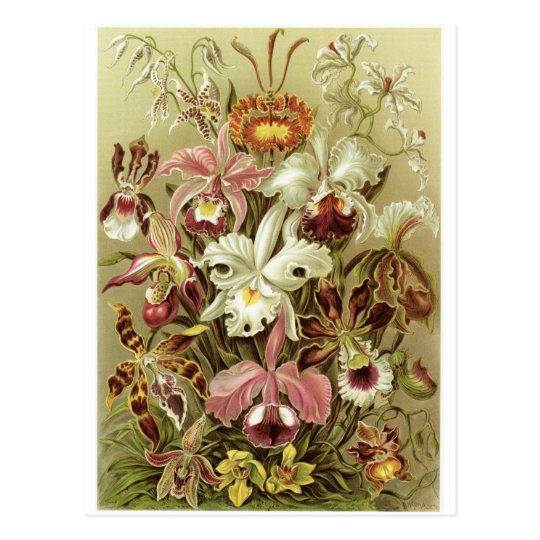 Ernst Haeckel Art Postcard: Orchidae Postcard