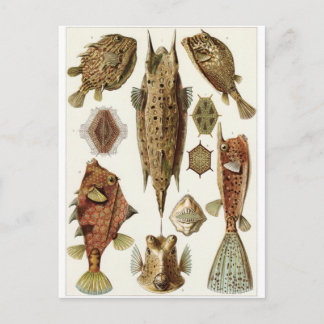 Ernst Haeckel Art Postcard: Ostraciontes Postcard