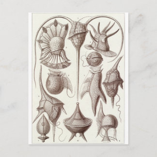 Ernst Haeckel Art Postcard: Peridinea Postcard