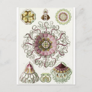 Ernst Haeckel Art Postcard: Peromedusae Postcard