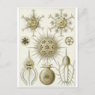 Ernst Haeckel Art Postcard: Phaeodaria Postcard