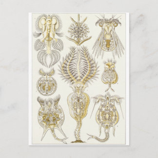 Ernst Haeckel Art Postcard: Rotatoria Postcard