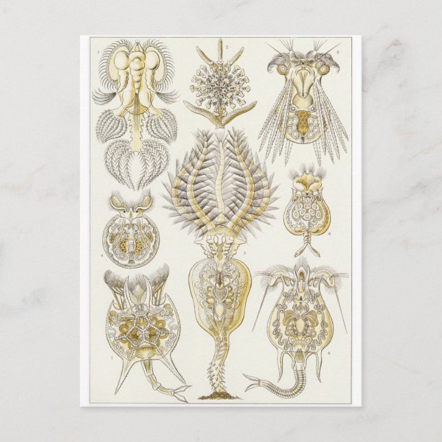 Ernst Haeckel Art Postcard: Rotatoria Postcard (Front)