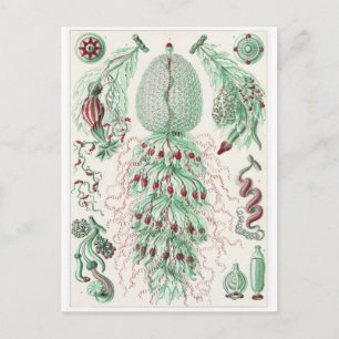 Ernst Haeckel Art Postcard: Siphonophorae Postcard