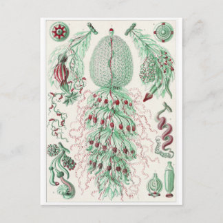 Ernst Haeckel Art Postcard: Siphonophorae Postcard