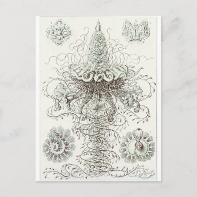Ernst Haeckel Art Postcard: Siphonophorae Postcard (Front)