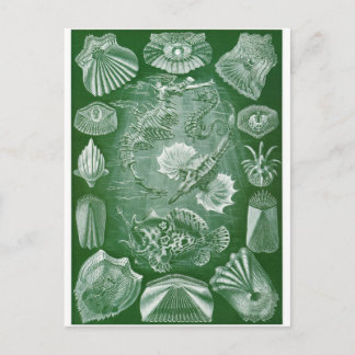 Ernst Haeckel Art Postcard: Teleostei Postcard