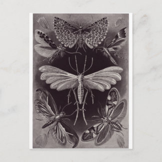 Ernst Haeckel Art Postcard: Tineida Postcard