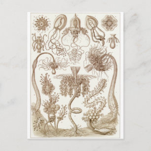 Ernst Haeckel Art Postcard: Tubulariae Postcard