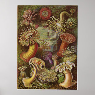 Ernst Haeckel Art Print: Actiniae Poster