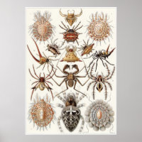 Ernst Haeckel Art Print: Arachnida