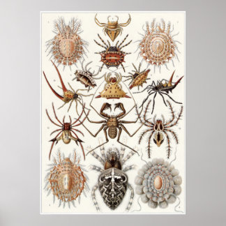 Ernst Haeckel Art Print: Arachnida Poster