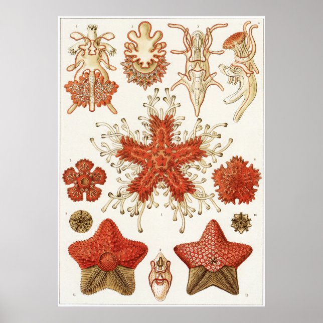 Ernst Haeckel Art Print: Asteridea Poster (Front)