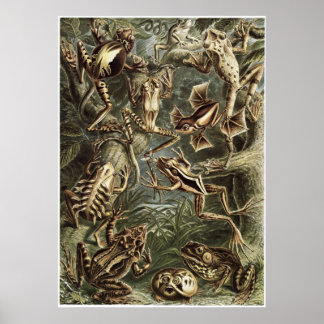 Ernst Haeckel Art Print: Batrachia Poster