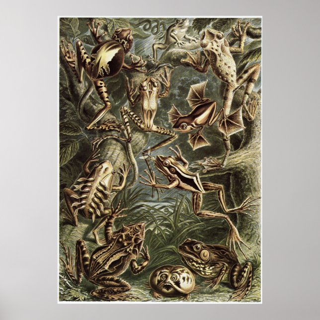 Ernst Haeckel Art Print: Batrachia Poster (Front)