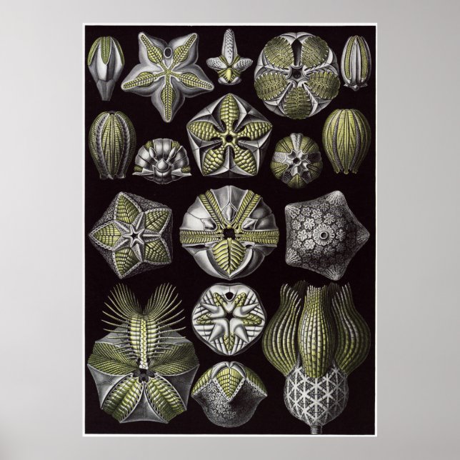 Ernst Haeckel Art Print: Blastoidea Poster (Front)