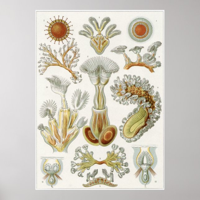 Ernst Haeckel Art Print: Bryozoa Poster (Front)