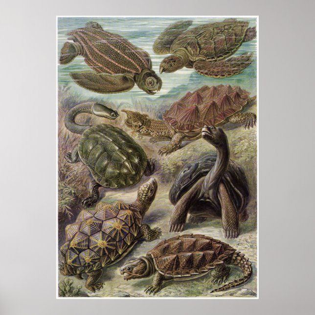 Ernst Haeckel Art Print: Chelonia Poster (Front)