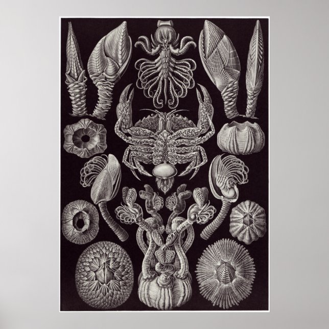 Ernst Haeckel Art Print: Cirripedia Poster (Front)