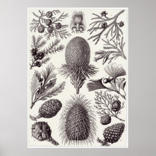 Ernst Haeckel Art Print: Coniferae Poster
