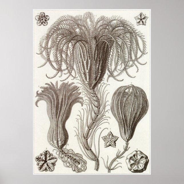 Ernst Haeckel Art Print: Crinoidea Poster (Front)
