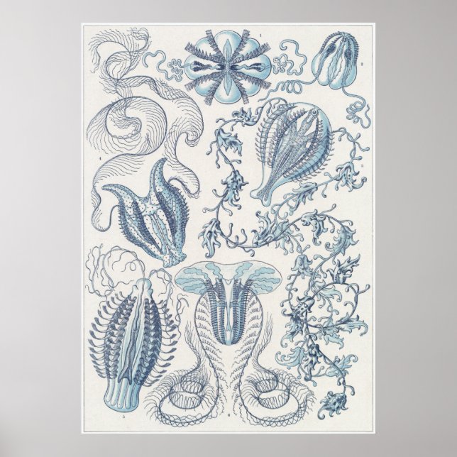 Ernst Haeckel Art Print: Ctenophorae Poster (Front)