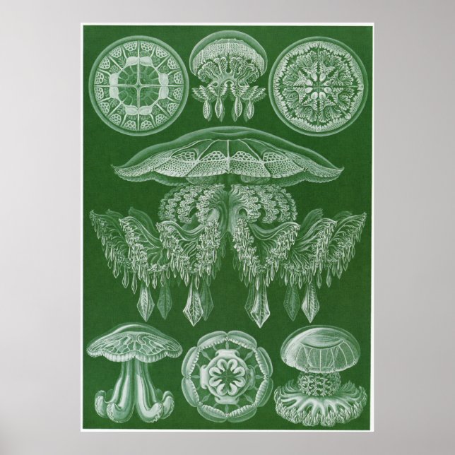 Ernst Haeckel Art Print: Discomedusae Poster (Front)