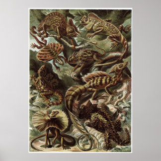 Ernst Haeckel Art Print: Lacertilia Poster