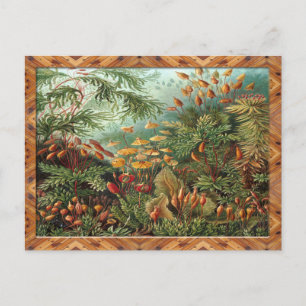 Ernst Haeckel Art Print:Muscinae Postcard