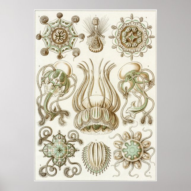 Ernst Haeckel Art Print: Narcomedusae Poster (Front)