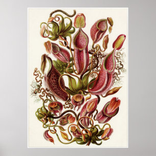 Ernst Haeckel Art Print: Nepenthaceae Poster
