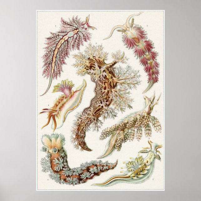 Ernst Haeckel Art Print: Nudibranchia Poster (Front)