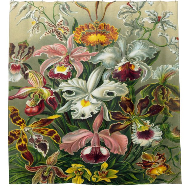 Ernst Haeckel Art Print:Orchidae Oncidiums, tulips Shower Curtain (Front)