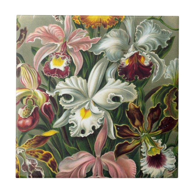 Ernst Haeckel Art Print:Orchidae Oncidiums, tulips Tile (Front)
