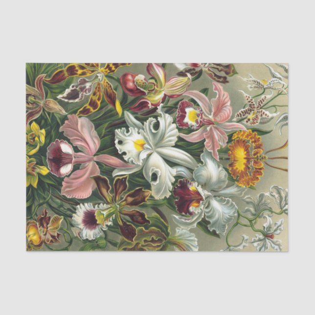 Ernst Haeckel Art Print:Orchidae Oncidiums, tulips Tissue Paper (Front)