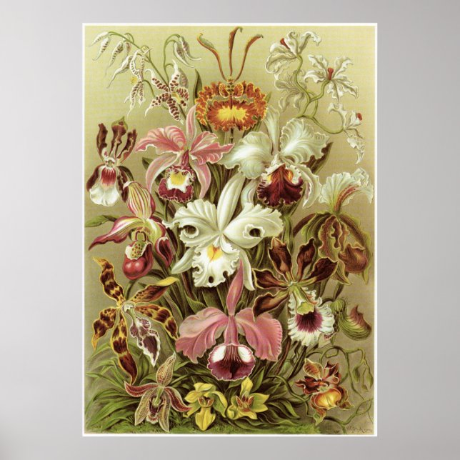 Ernst Haeckel Art Print: Orchidae Poster (Front)