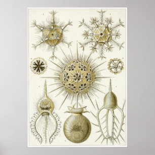 Ernst Haeckel Art Print: Phaeodaria (Phaeodarea) Poster