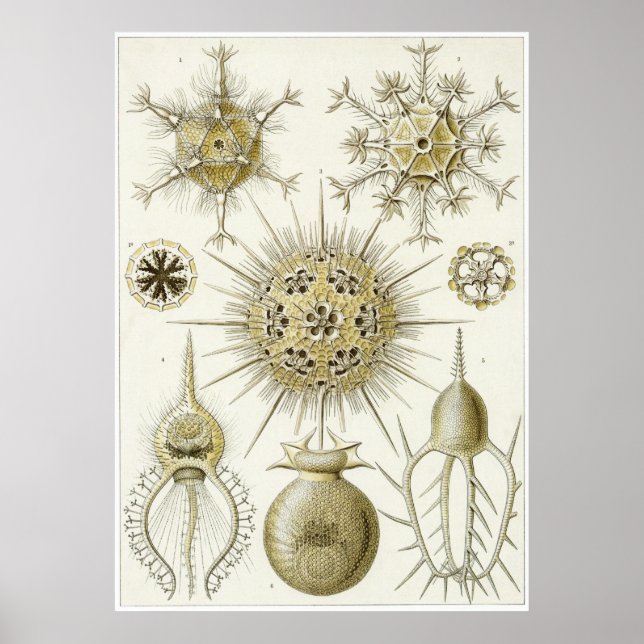 Ernst Haeckel Art Print: Phaeodaria (Phaeodarea) Poster (Front)