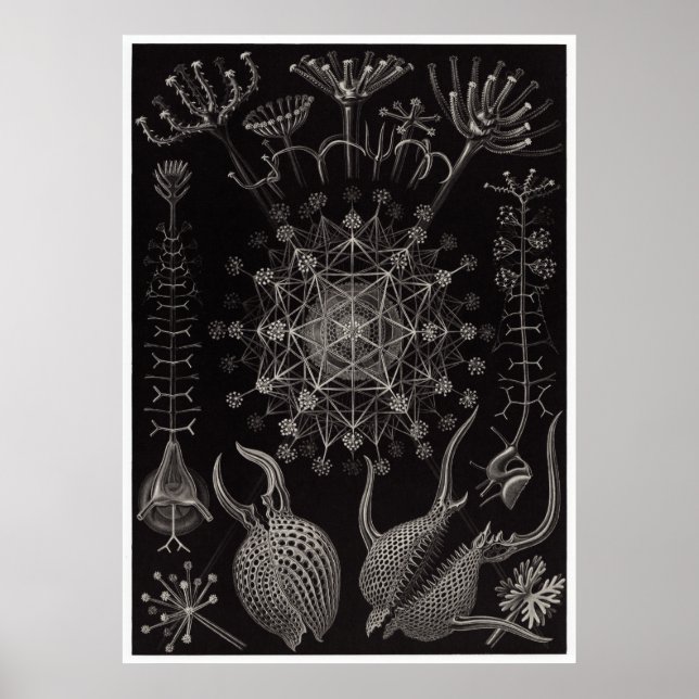 Ernst Haeckel Art Print: Phaeodaria Poster (Front)