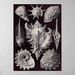 Ernst Haeckel Art Print: Prosobranchia Poster