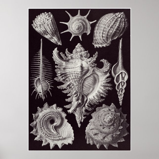 Ernst Haeckel Art Print: Prosobranchia Poster (Front)