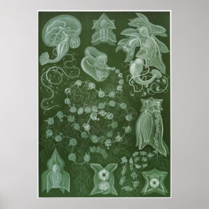 Ernst Haeckel Art Print: Siphonophorae Poster