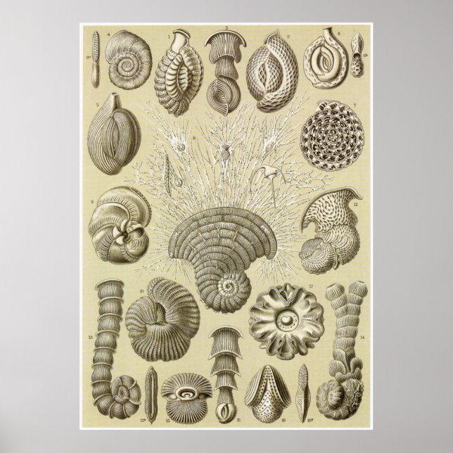 Ernst Haeckel Art Print: Thalamophora Poster (Front)