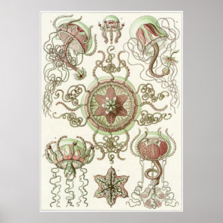 Ernst Haeckel Art Print: Trachomedusae Poster