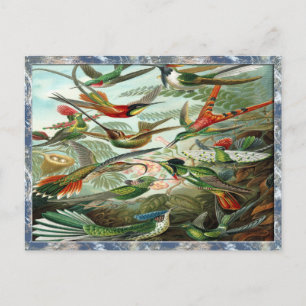 Ernst Haeckel Art Print: Trochilidae Postcard